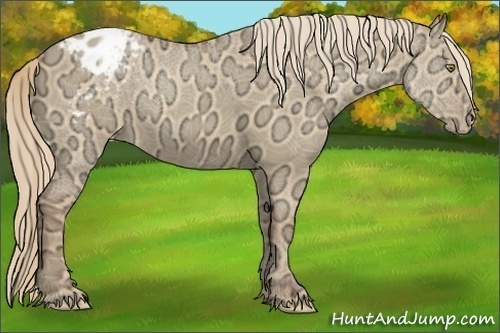 Horse Color:Gold Champagne Ice Dun Appaloosa 