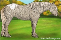 Horse Color:Gold Champagne Ice Dun Appaloosa 