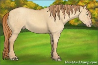 Horse Color:Gold Champagne Dun 