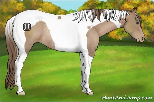 Horse Color:Black Pearl Tobiano Rabicano 