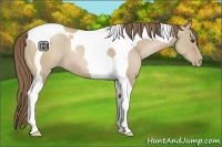 Horse Color:Grullo Pearl Tobiano