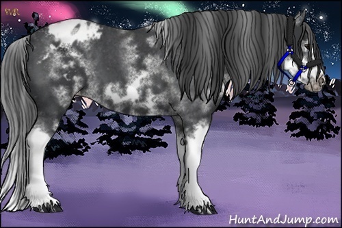 Horse Color:White Spotted Blue Roan Splash Frame Appaloosa 