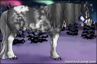 Horse Color:White Spotted Blue Roan Splash Frame Appaloosa 