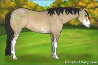 Horse Color:Brown Dun Sabino 