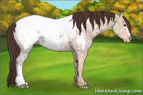 Horse Color:Classic Champagne Ice Appaloosa
