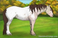 Horse Color:Classic Champagne Ice Appaloosa