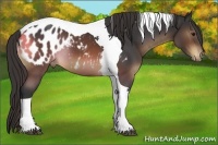 Horse Color:Brown Tobiano Appaloosa