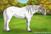 Horse Color:White Spotted Silver Grullo Tobiano Near Leopard Rabicano