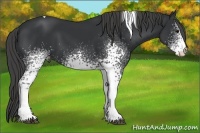 Horse Color:White Spotted Black Tobiano Appaloosa 