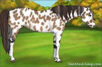 Horse Color:Brown Dun Leopard 