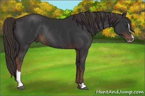 Horse Color:Liver Chestnut Sabino Rabicano