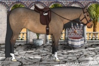 Horse Color:Brown Dun 