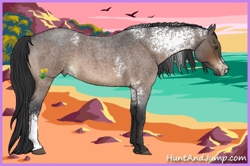 Horse Color:White Spotted Bay Roan