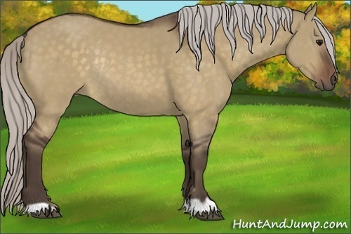 Horse Color:Silver Brown Dun Rabicano 