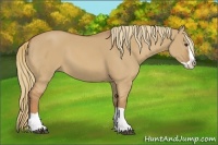 Horse Color:Red Dun Splash 