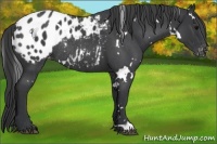 Horse Color:White Spotted Blue Roan Appaloosa Rabicano 
