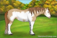 Horse Color:Red Dun Splash Frame 