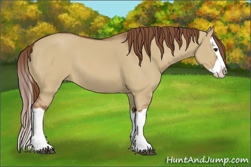 Horse Color:Red Dun Splash