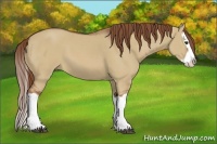 Horse Color:Red Dun Splash 