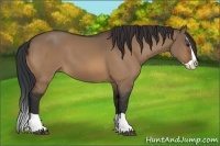 Horse Color:Bay Dun Splash