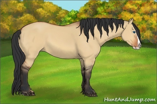 Horse Color:Bay Dun Splash