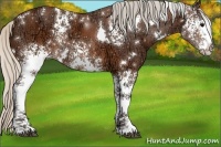 Horse Color:White Spotted Silver Brown Ice Rabicano 