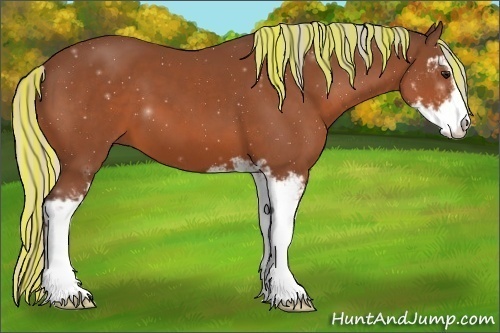 Horse Color:ERROR: UNKNOWN ANOMALY