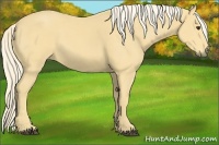 Horse Color:Palomino 