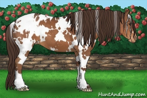 Horse Color:White Spotted Liver Chestnut Appaloosa 
