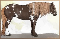 Horse Color:White Spotted Liver Chestnut Rabicano 