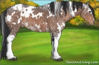 Horse Color:White Spotted Brown Ice Appaloosa 
