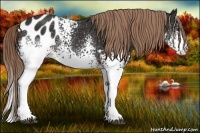 Horse Color:White Spotted Liver Chestnut Appaloosa 