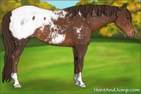 Horse Color:Liver Chestnut Appaloosa 