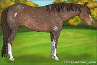 Horse Color:Liver Red Roan Appaloosa 