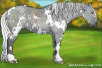 Horse Color:White Spotted Silver Grullo Chinchilla 