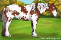 Horse Color:White Spotted Chocolate Brown Sabino Snowcap 