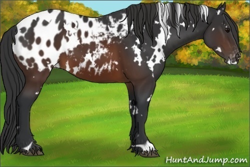 Horse Color:White Spotted Brown Appaloosa 