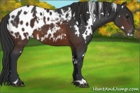 Horse Color:White Spotted Brown Appaloosa 