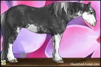 Horse Color:Black Sabino 