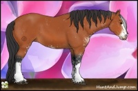 Horse Color:Bay Sabino 