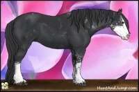 Horse Color:Black Sabino 