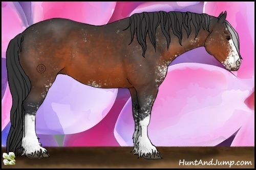 Horse Color:Brown Sabino