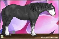 Horse Color:Black Sabino