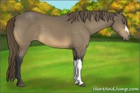 Horse Color:Buckskin Appaloosa 