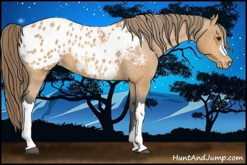 Horse Color:Buckskin Blanket