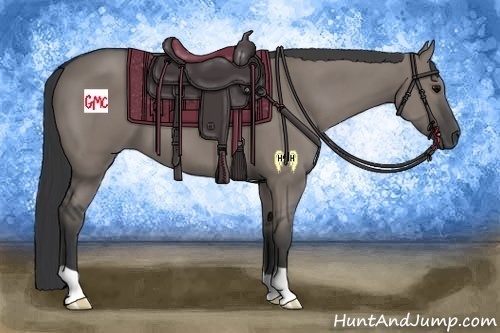 Horse Color:Grullo 