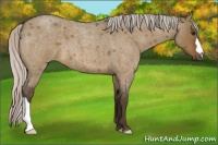 Horse Color:Silver Brown Roan Dun 