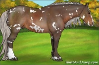 Horse Color:White Spotted Silver Brown Sabino 