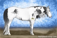 Horse Color:White Spotted Black Tobiano Rabicano 
