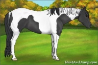 Horse Color:Black Tobiano 